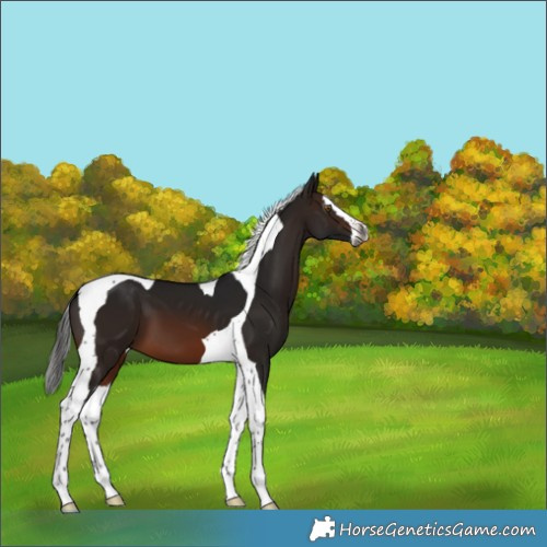 Horse Color:Gray Brown Splash Tobiano
