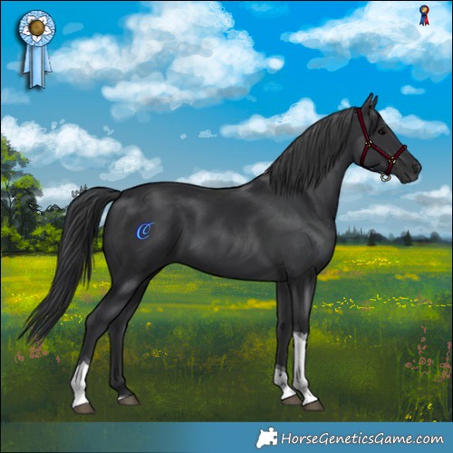 Horse Color:Black Tobiano 