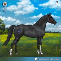 Horse Color:Black Tobiano 