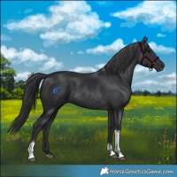 Horse Color:Black Tobiano