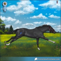 Horse Color:Black Tobiano 