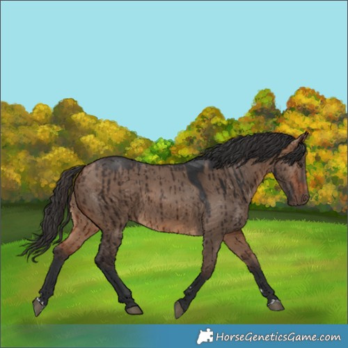 Horse Color:Bay Dun Brindle 