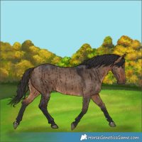 Horse Color:Bay Dun Brindle 