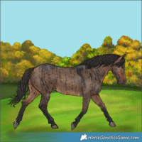 Horse Color:Bay Dun Brindle 