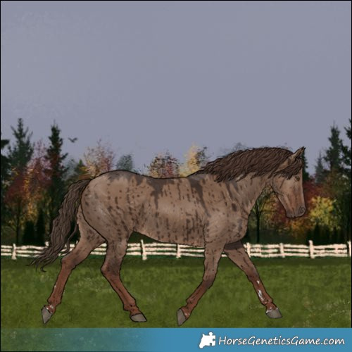 Horse Color:Liver Red Dun Rabicano Brindle 