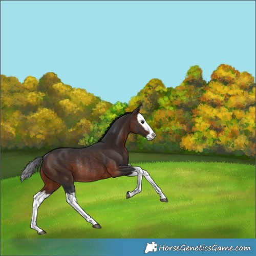 Horse Color:Brown Splash Rabicano 