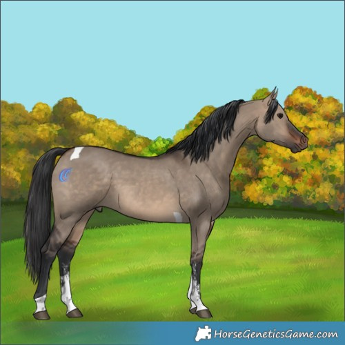 Horse Color:Brown Dun Sabino Tobiano Rabicano 