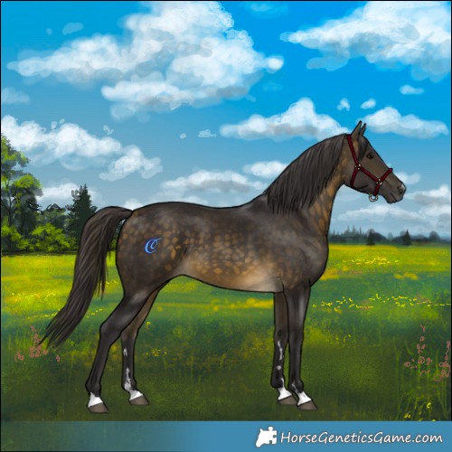 Horse Color:Buckskin 