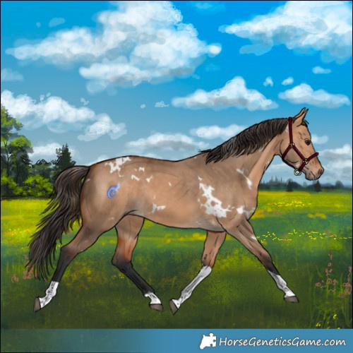 Horse Color:White Spotted Bay Dun Tobiano Rabicano 