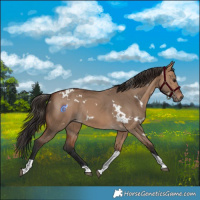 Horse Color:White Spotted Bay Dun Tobiano Rabicano