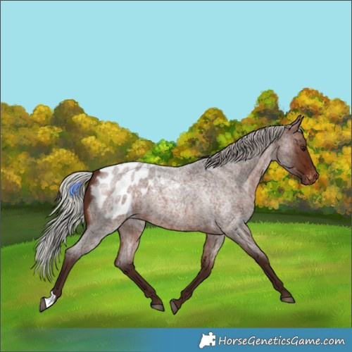 Horse Color:Silver Brown Roan Appaloosa 