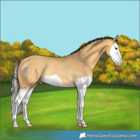 Horse Color:Buckskin Dun Splash Rabicano 