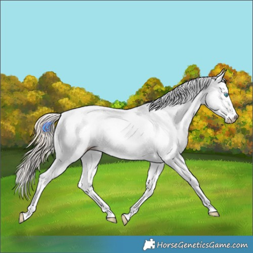 Horse Color:Gray White Spotted Palomino Pearl Splash Tobiano 