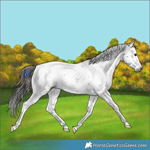 Horse Color:Gray White Spotted Bay Splash 