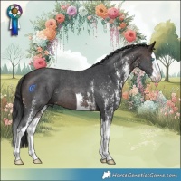 Horse Color:Brown Sabino Splash