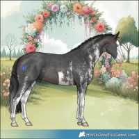 Horse Color:Brown Sabino Splash