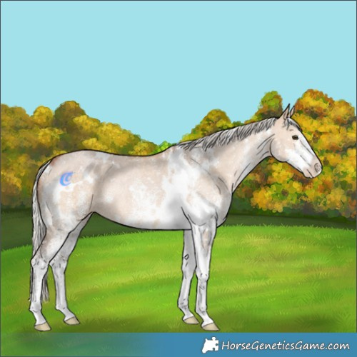 Horse Color:White Spotted Silver Bay Dun Rabicano 