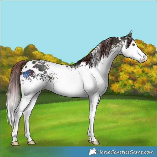 Horse Color:White Spotted Midnight Chocolate Bay Ice Dun Mushroom