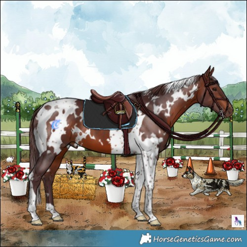 Horse Color:White Spotted Chocolate Bay Tobiano 