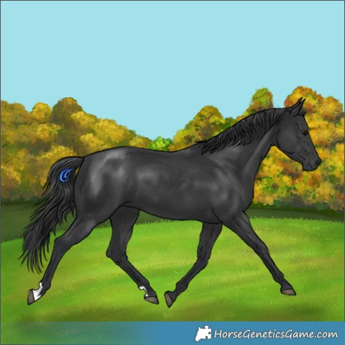 Horse Color:Black 