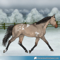 Horse Color:White Spotted Bay Dun 