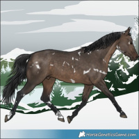 Horse Color:White Spotted Brown Dun 
