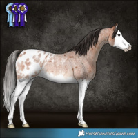 Horse Color:Bay Roan Splash Appaloosa Rabicano