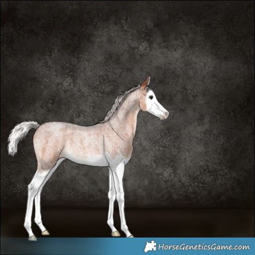 Horse Color:Silver Brown Roan Splash Rabicano
