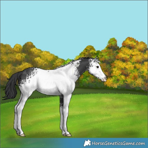 Horse Color:White Spotted Black 
