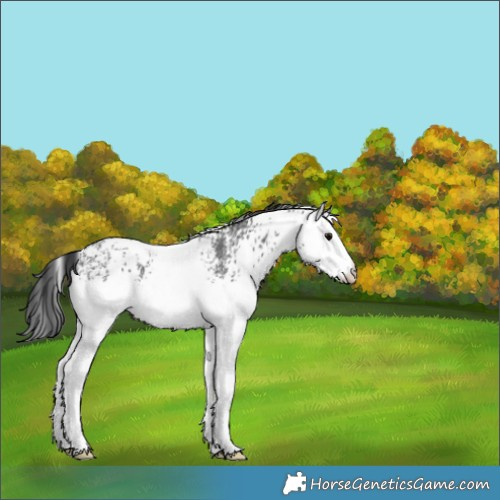 Horse Color:White Spotted Black Sabino Rabicano 