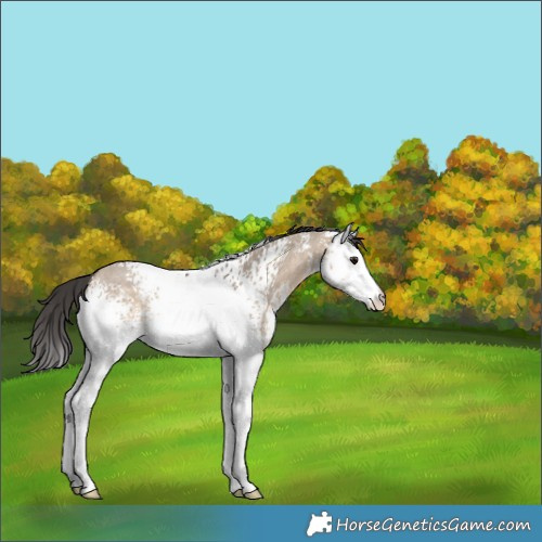 Horse Color:White Spotted Brown Dun Sabino Rabicano 