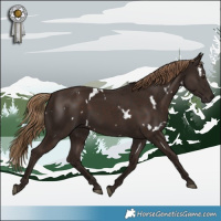 Horse Color:White Spotted Liver Chestnut 
