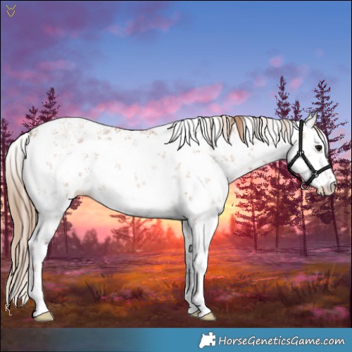 Horse Color:White Spotted Black Pearl Sabino 