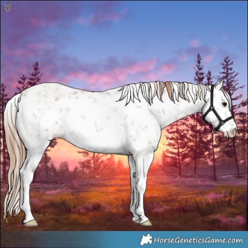 Horse Color:White Spotted Black Pearl Sabino 