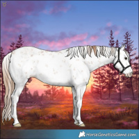 Horse Color:White Spotted Black Pearl Sabino 