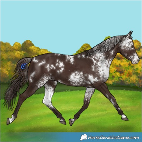 Horse Color:White Spotted Liver Chestnut 