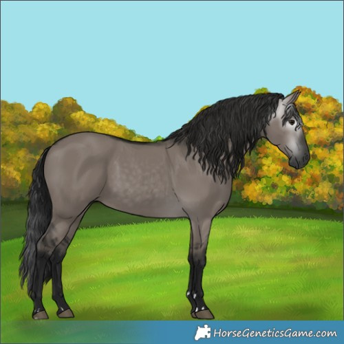 Horse Color:Gray Grullo 