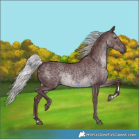 Horse Color:Chocolate Silver Black Chinchilla 
