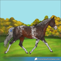 Horse Color:White Spotted Silver Brown Tobiano Rabicano 