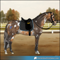 Horse Color:White Spotted Buckskin 