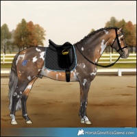 Horse Color:White Spotted Buckskin 