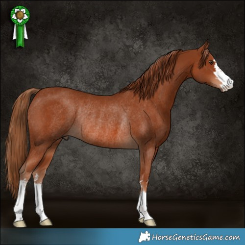 Horse Color:Chestnut Rabicano 