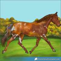 Horse Color:White Spotted Chestnut Rabicano 