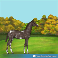 Horse Color:White Spotted Liver Chestnut Sabino 