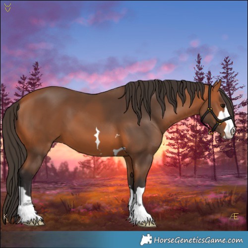 Horse Color:Bay 