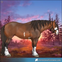 Horse Color:Bay 