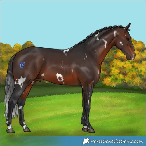 Horse Color:White Spotted Brown 