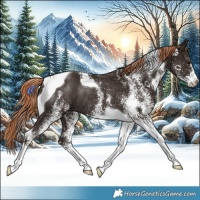 Horse Color:White Spotted Liver Chestnut Tobiano Rabicano