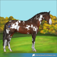 Horse Color:White Spotted Liver Chestnut 