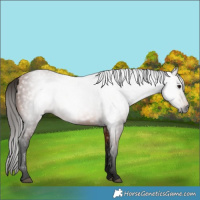 Horse Color:Gray Bay 